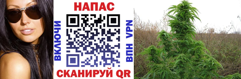 Бошки марихуана White Widow  MEGA ONION  Добрянка 